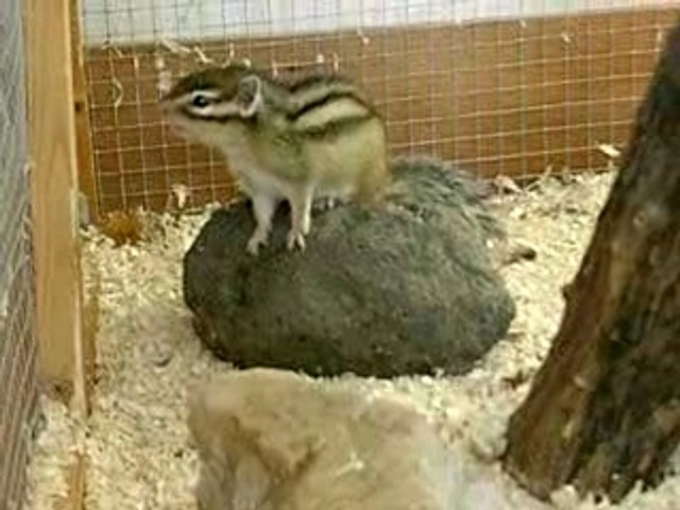 Praline (nettoyage et ptit saut )