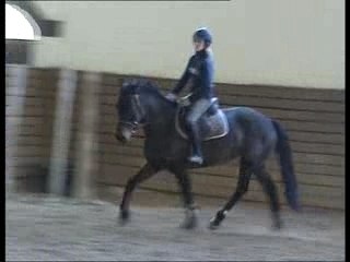 Litana dressage trot assis