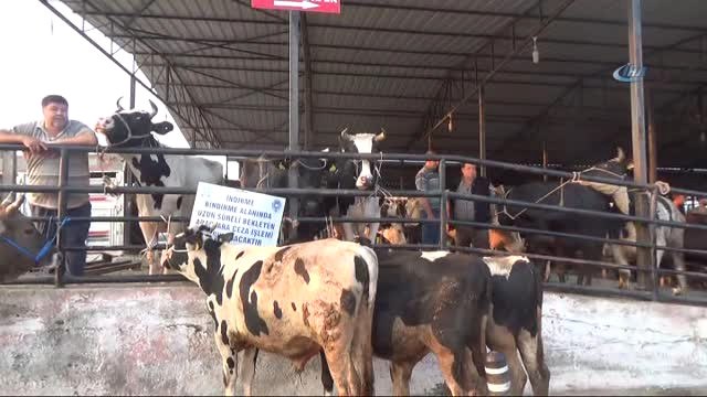 Aydın Hayvan Pazarı'nda Kurban Öncesi Durgunluk