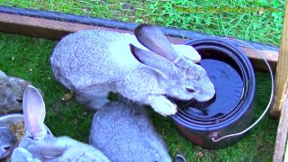 Bunny rabbit drinking water