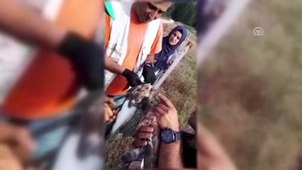 Dikenli tellere takılan şahini orman işçileri kurtardı - BOLU