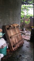 Faire joujou avec un chat endormi