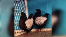 Modena pigeons breeding pair ( birds videos)