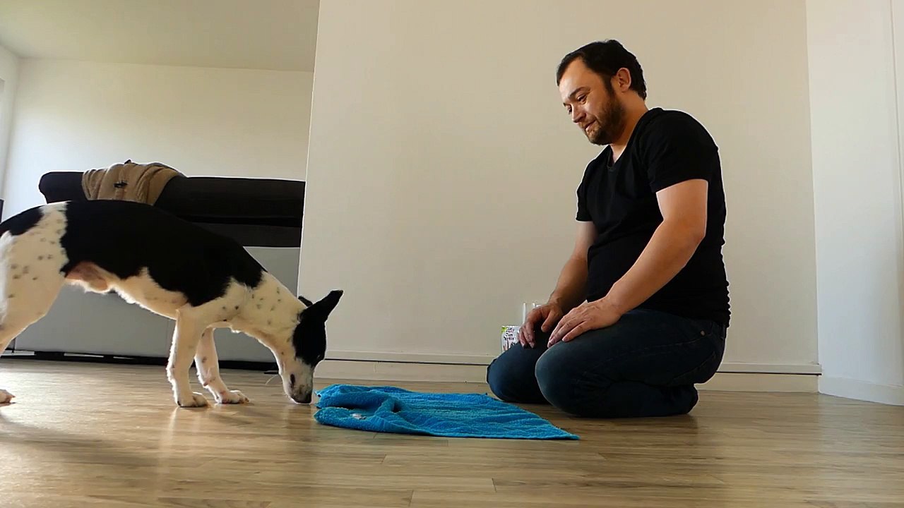 MON CHIEN VS CELUI DE SQUEEZIE