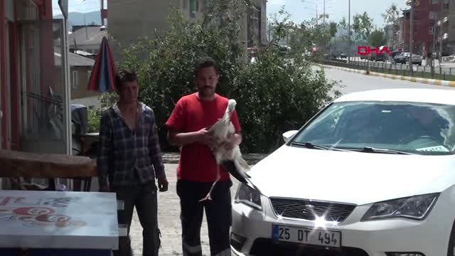 Erzurum Bacağı Kırılan Leyleğe Sahip Çıktı