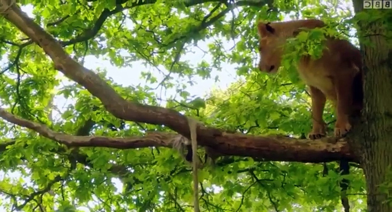 Animal Park  UK  S12xxE10 Summer Special 2017 E 10 - Part 02