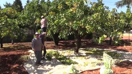 Antep Fıstığının "Ateşi Düştü"