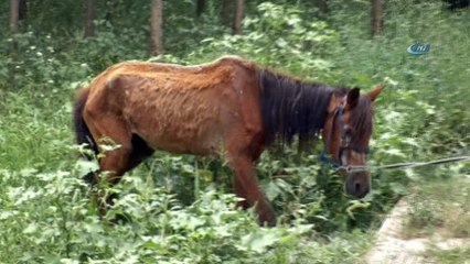 Ölmek üzereyken bulunan ata hayvanseverler sahip çıktı