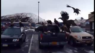 Bald eagles invade parking lot