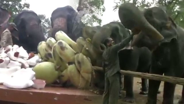 Madhya Pradesh : Elephants Enjoys Picnic in Kanha National Park | Oneindia News