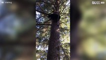 Se vad björnen egentligen håller på med i trädet