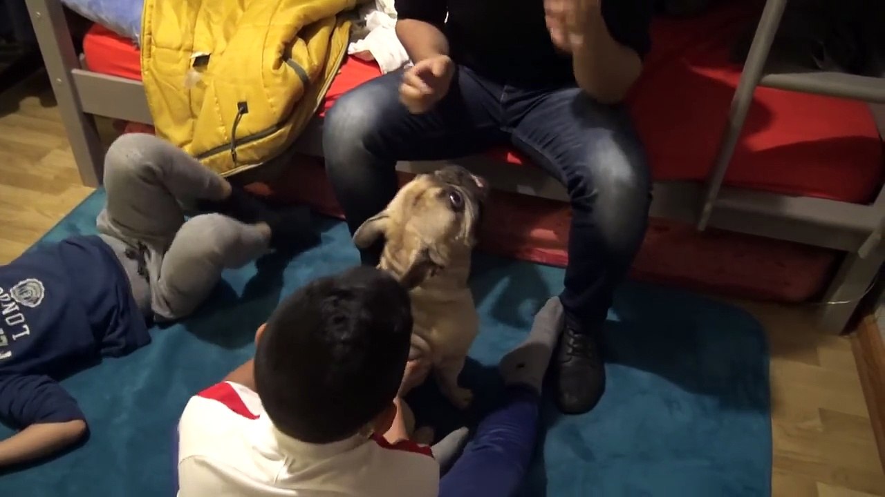 JE LEURS OFFRE UN CHIEN