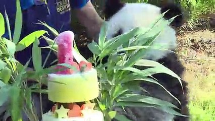 A Beauval, le bébé panda fête son premier anniversaire