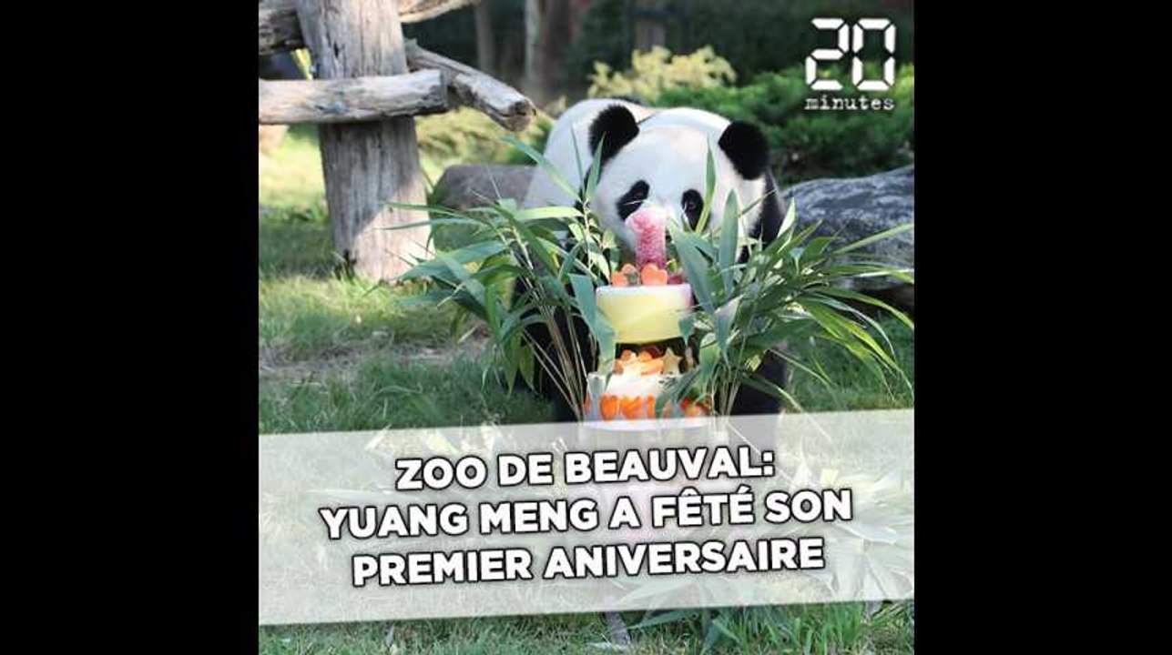 Yuan Meng, le petit panda, a fêté son premier anniversaire