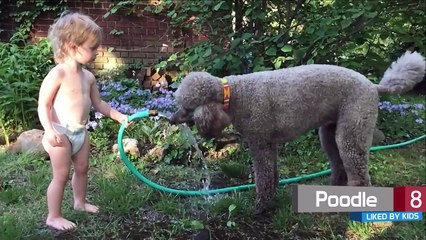 10 Most Liked Dog Breeds by Kids