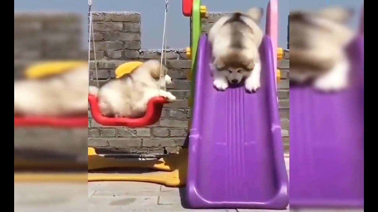 Most Adorable Puppies Videos You Ever See #2