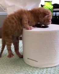 my kittie cat is looking for her mother