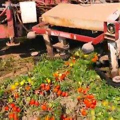 Ideia boa de fazer para uma safra de tomate industrial -2018