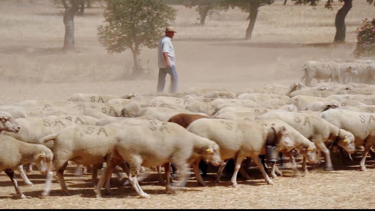 How Spain's traditional grazing methods prevent wildfires