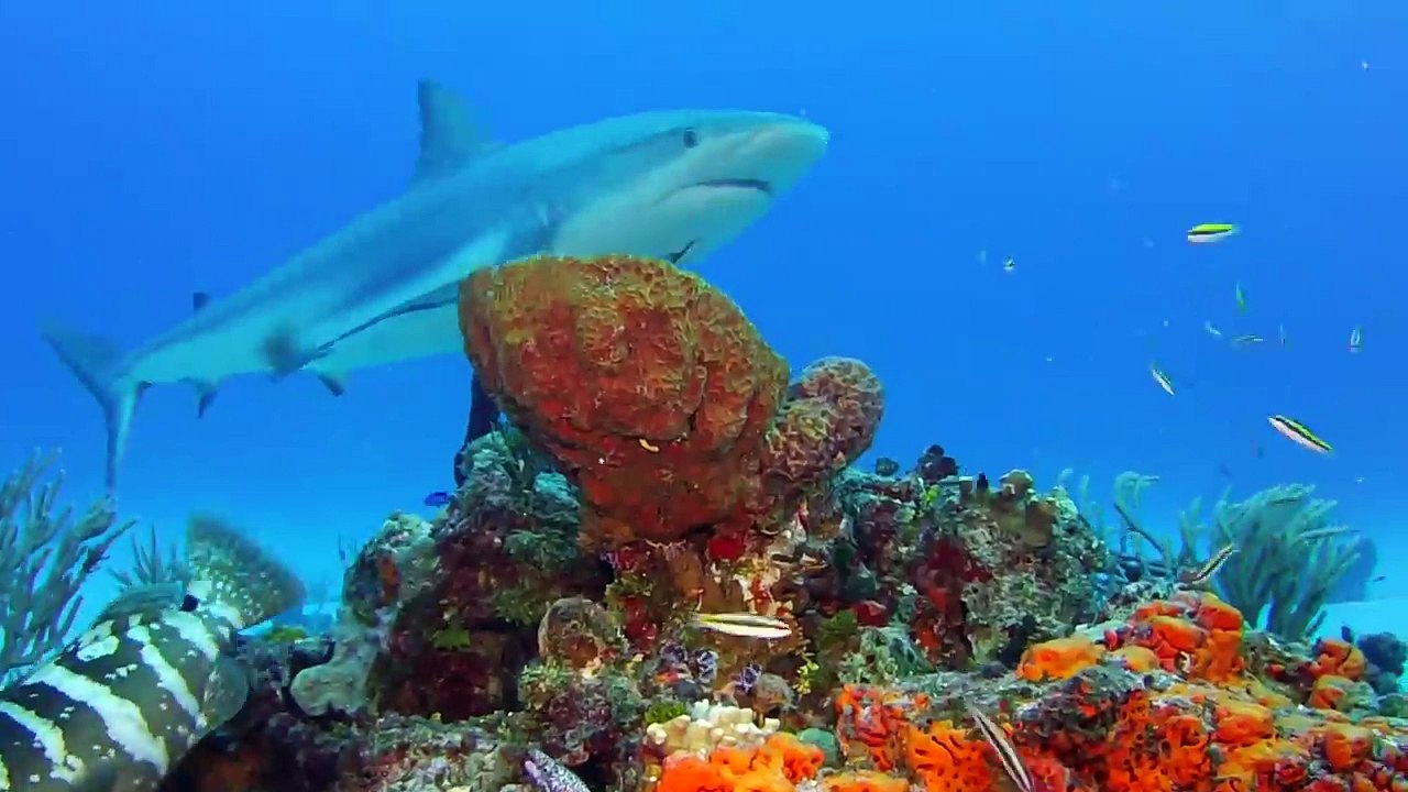 SeaLife Micro HD: Stunning Underwater Encounters with Sharks, Rays, Turtles & More