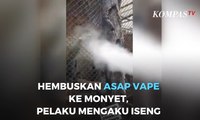 Hembuskan Asap Vape Ke Monyet, Pelaku Mengaku Iseng
