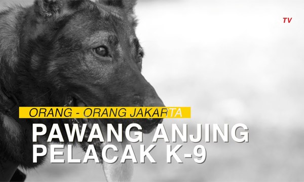 Kisah Brigadir Seno, 24 Tahun Jadi Pawang Anjing Pelacak K9
