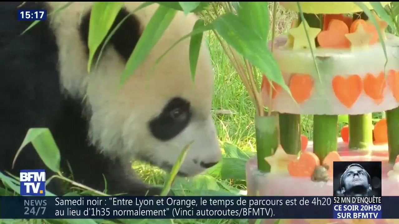 Le bébé panda n’a que moyennement apprécié son gâteau d’anniversaire 