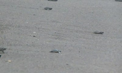 Puluhan Tukik Dilepasliarkan Oleh Warga di Pantai Pandansimo