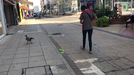 Lisieux: Petite oie cendrée va faire ses courses rue Pont-Mortain