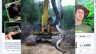 700 Pound Snake Pulled out of Lake in North Carolina