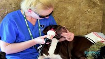 Caitlyn had her muzzle cruelly taped shut. Now look at her! | DOGS BEST DAY