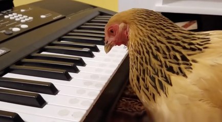 Cette incroyable poule joue du synthé mieux que vous !