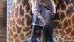 All About Giraffes - April baby giraffe stands for the first time