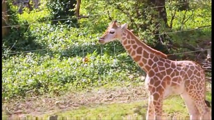 All About Giraffes - baby giraffe chasing butterfly at the zoo!