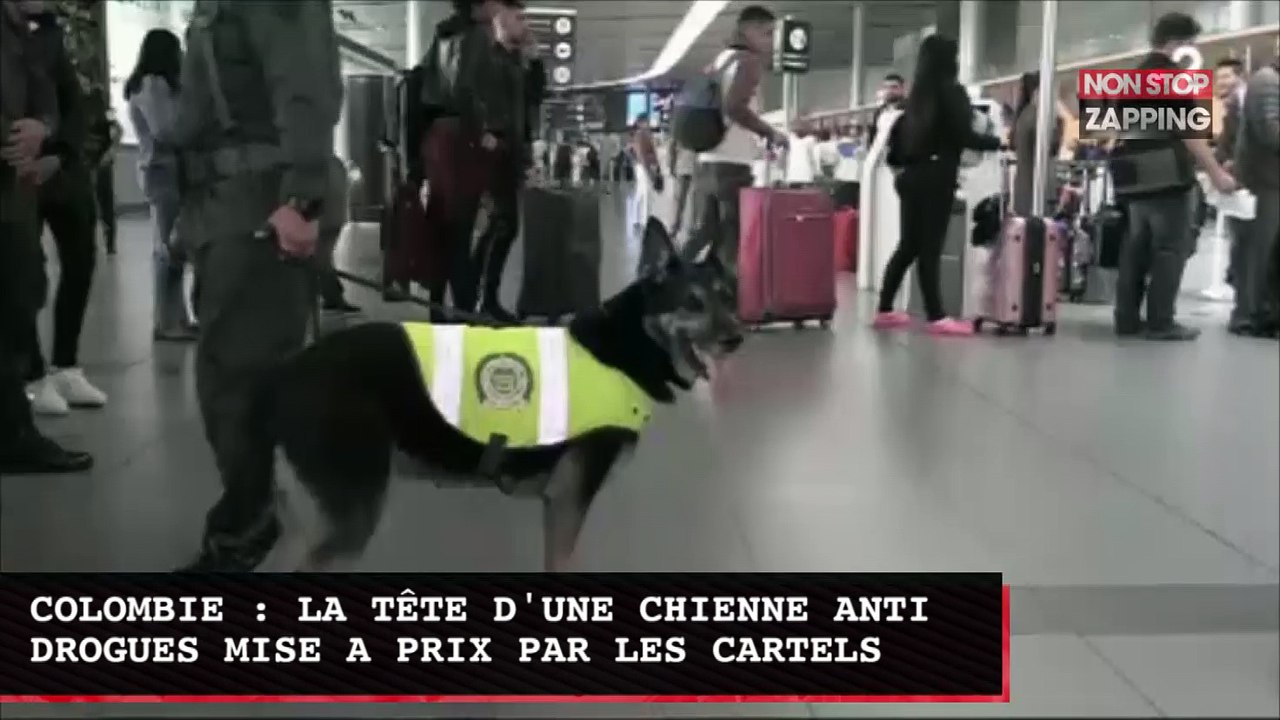 Colombie : la tête d'une chienne chercheuse de drogue mise à prix par des trafiquants (Vidéo)