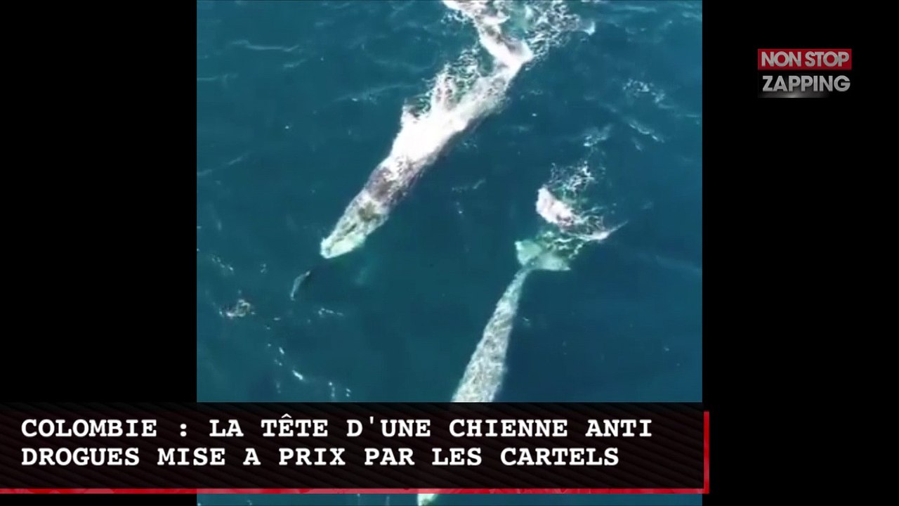 Océan pacifique : des baleines suivent des dauphins, les images incroyables (Vidéo)