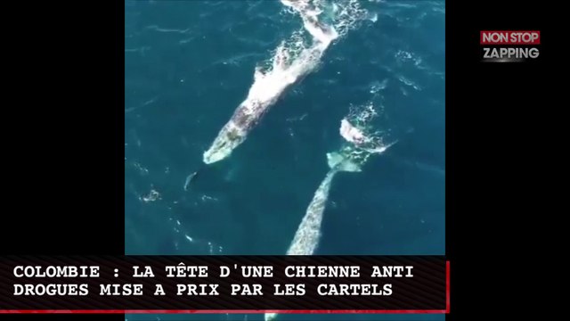 Océan pacifique : des baleines suivent des dauphins, les images incroyables (Vidéo)