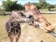 All About Giraffes - Mother Giraffe eating