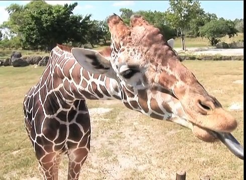 All About Giraffes - Mother Giraffe eating