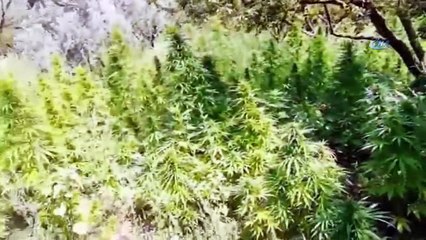 İzmir'de 845 kilogram hint keneviri yakalandı son yılların rekoru kırıldı