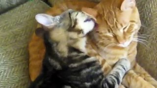 lovely cats cuddling and kissing