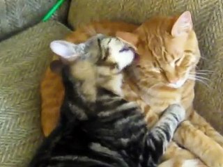 lovely cats cuddling and kissing