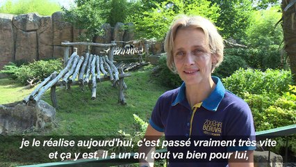 A Beauval, le bébé panda fête son premier anniversaire