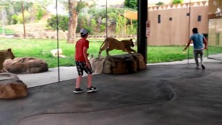 How to play with lions at the zoo