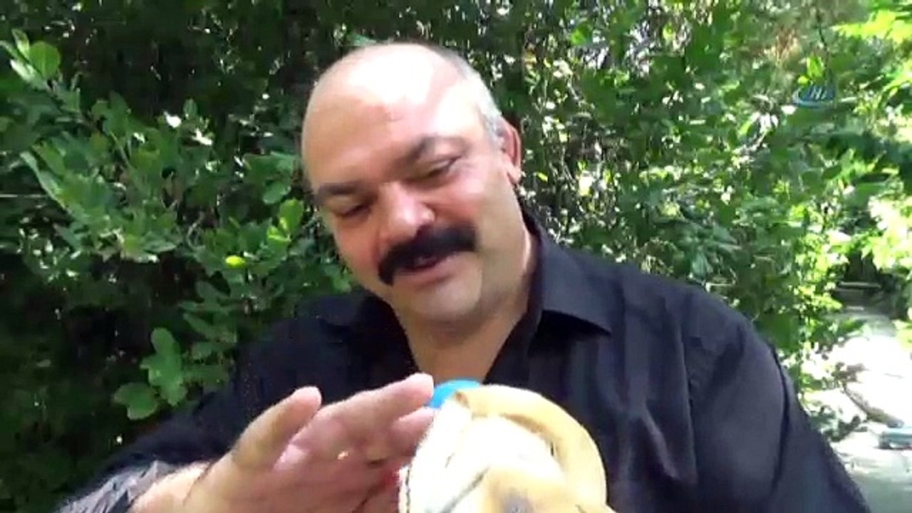 Yaralı Peçeli Baykuş ‘Şampiyon’a Sığındı