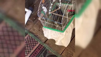 Denizli Kafese Giren Yılan, Muhabbet Kuşunu Yedi