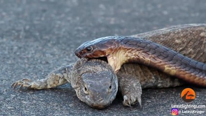 King Cobra Snake Eats  Monitor Lizard