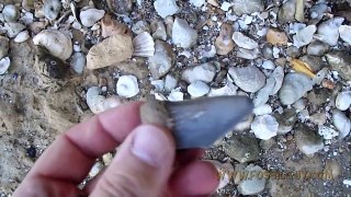 Fossil Shark Tooth Hunt: Calvert Cliffs Miocene Fossilguy.com: 9/new