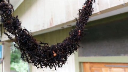 Attack of legionary ants (also known as army ants or marabunta) to a wasp honeycomb 2018