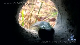 Black Mamba hunting Rodents 01, deadly venomous snake